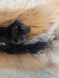 Red Fox with Feet (2)