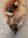Red Fox with Feet (3)