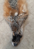 Grey Fox with Feet (1)