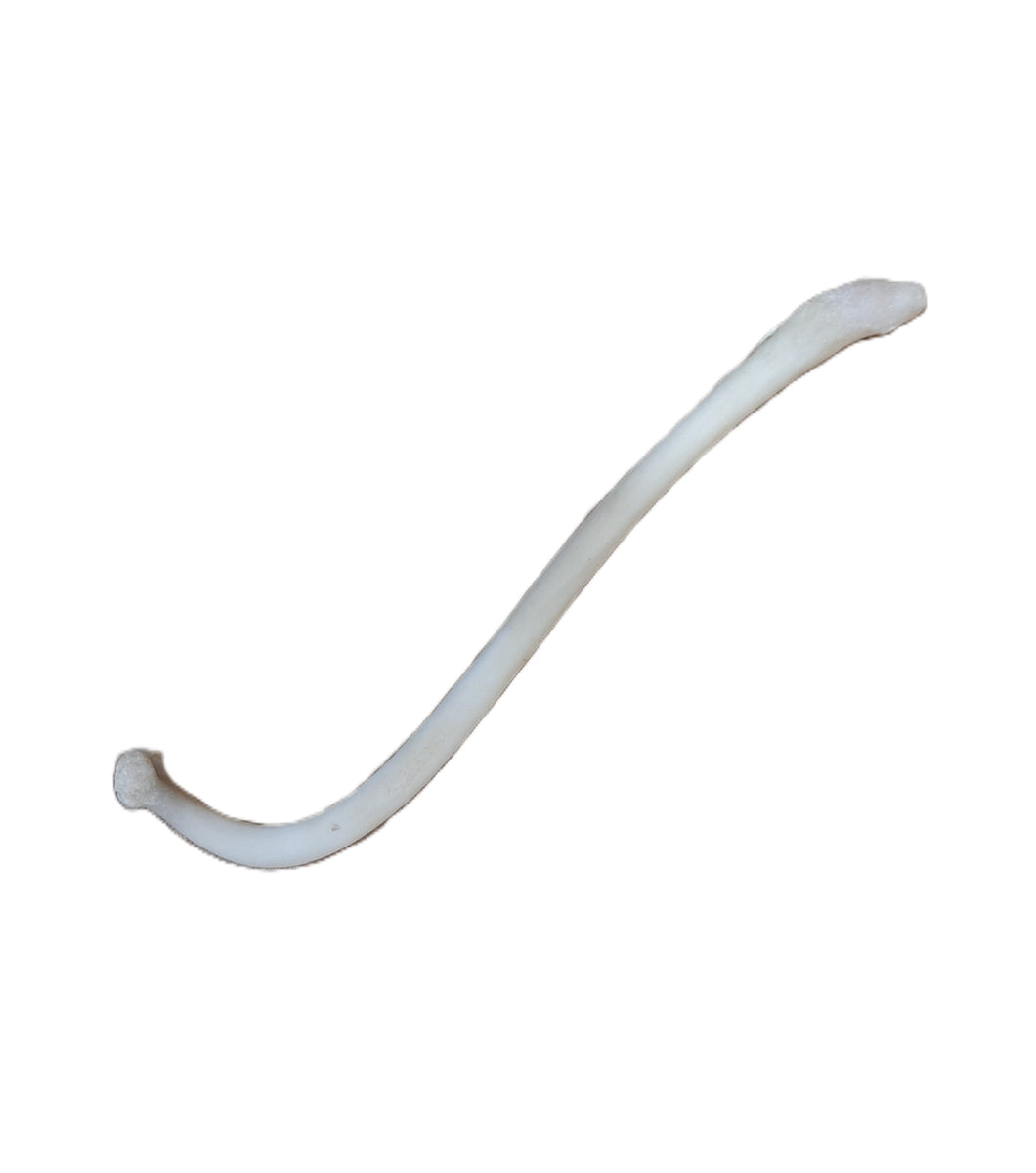 coon dick fish hook Raccoon Baculum (Coon Dick), "Texas Toothpick"