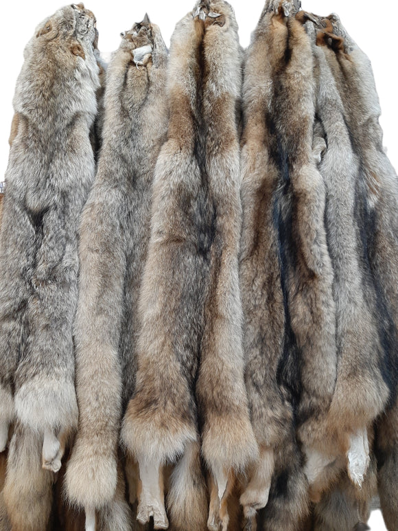TANNED COYOTE COLLECTION