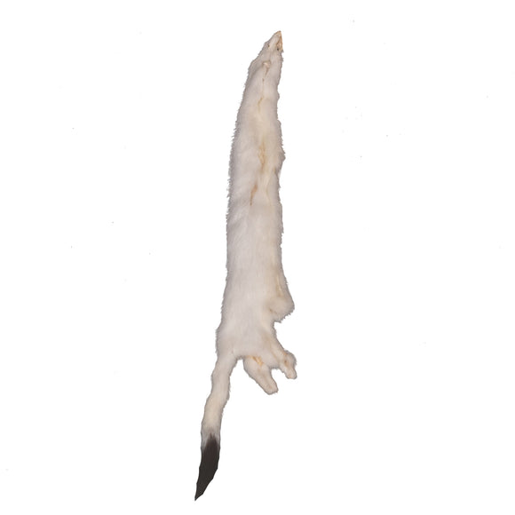 TANNED WEASEL / ERMINE COLLECTION
