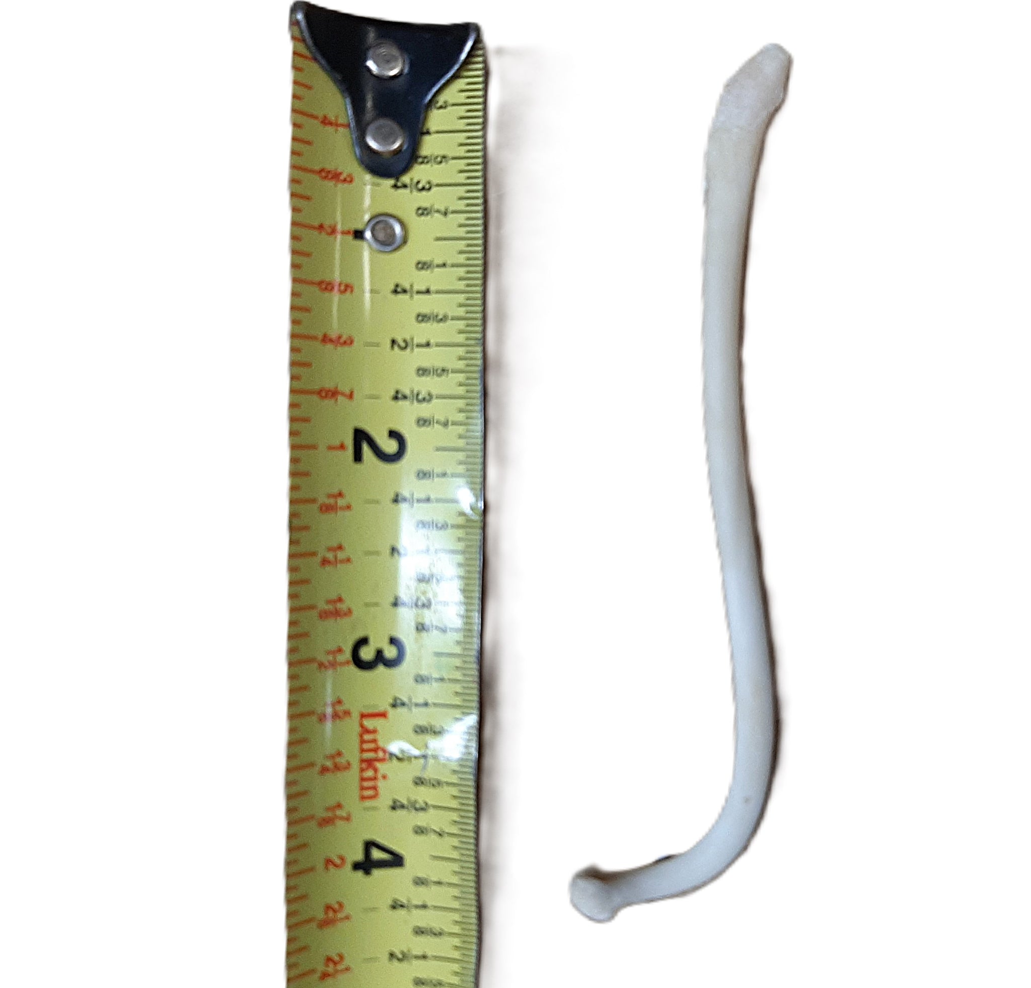 coon dick fish hook Raccoon Baculum (Coon Dick), "Texas Toothpick" – Dakotaline Furs