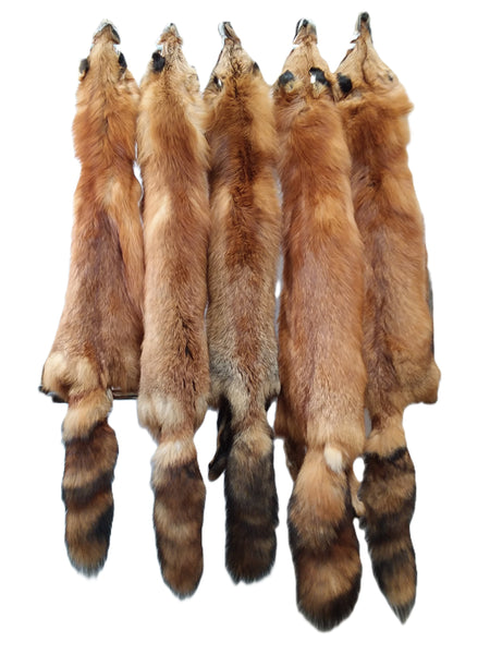 Canadian Red Fox – Dakotaline Furs