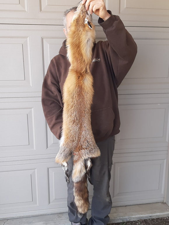 Red Fox, Nice Fur, missing ear