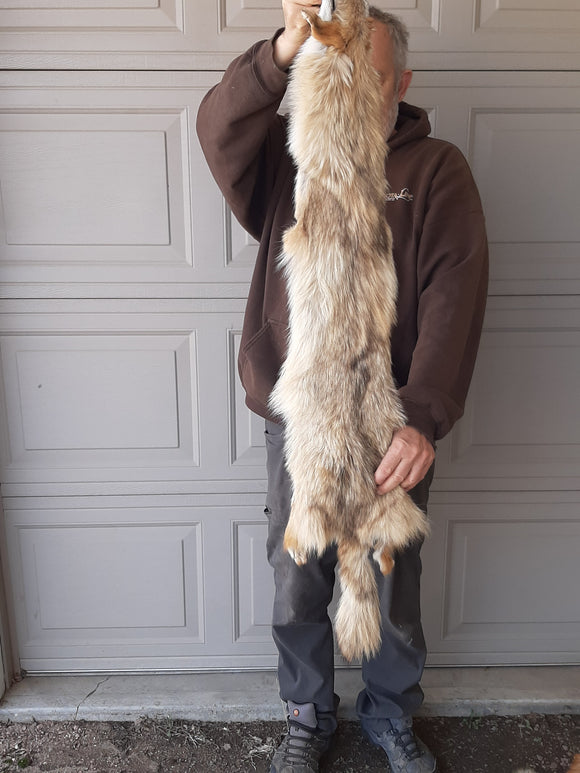 Coyote with Unique Fur Pattern