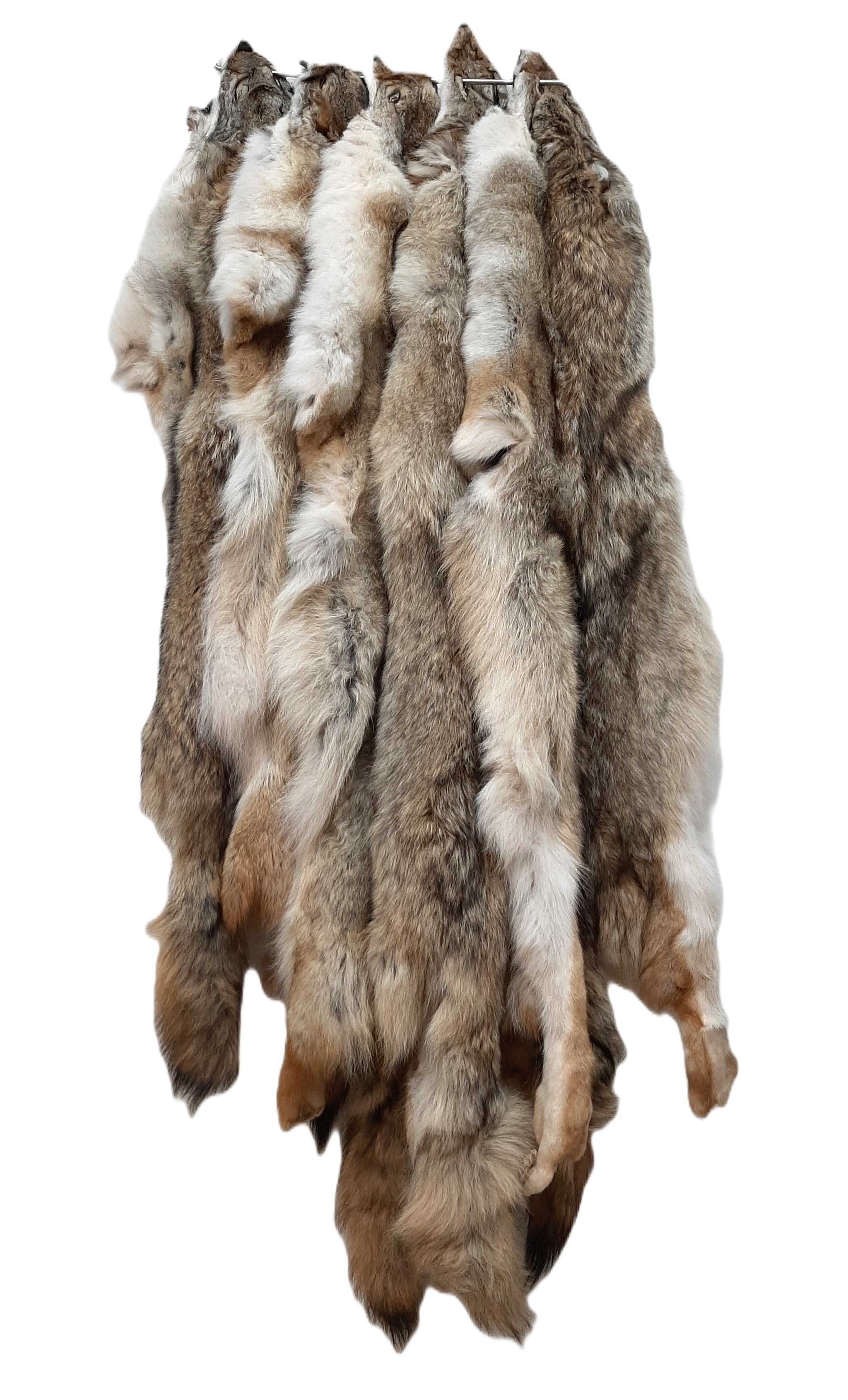 Coyote, Western – Dakotaline Furs