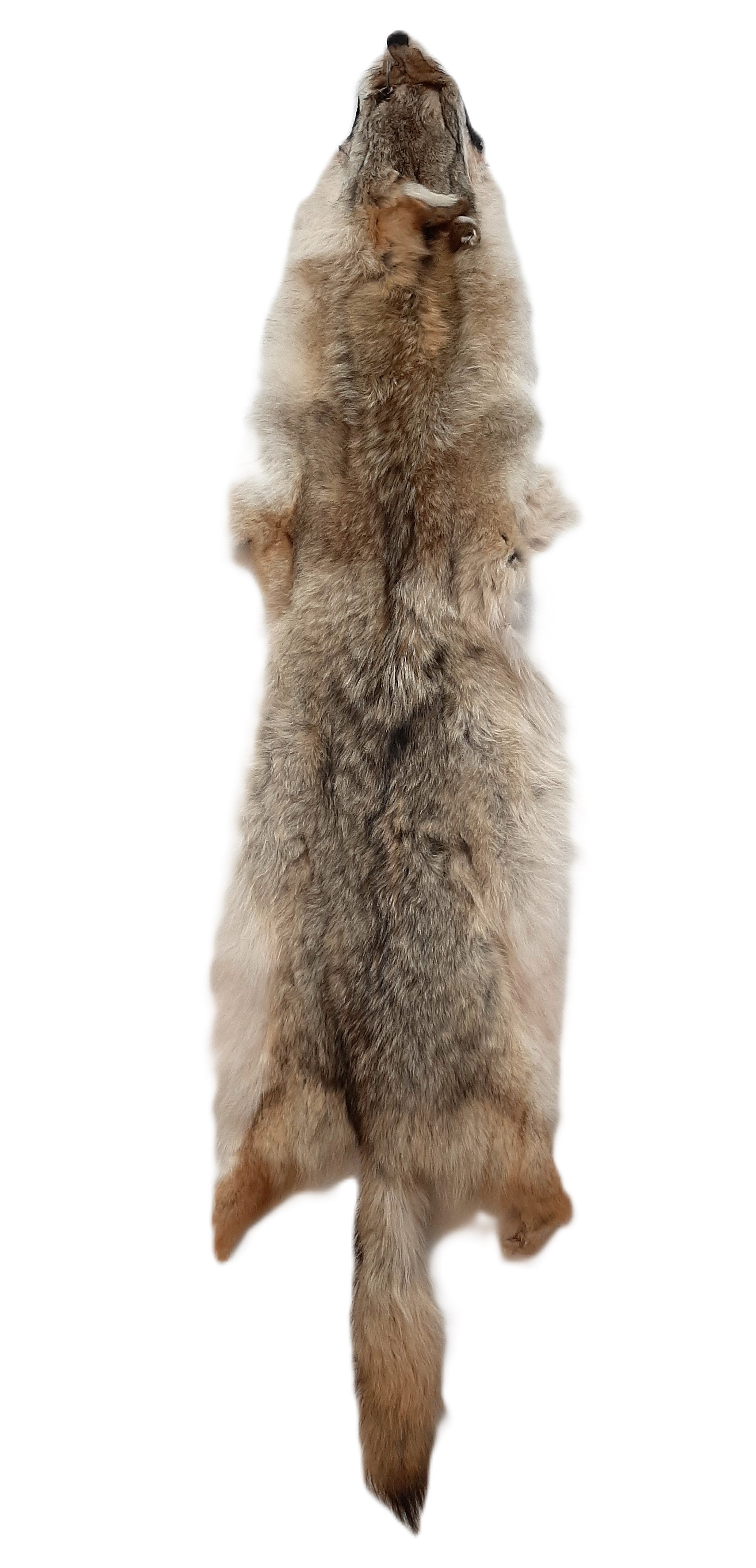 1 Quality XXL Tanned Western Coyote Tails/Fur/Crafts/Real Fur Tail/Harley parts 1 Quality XXL Tanned Western Coyote Tails/Fur/Crafts/Real Fur Tail/Harley parts