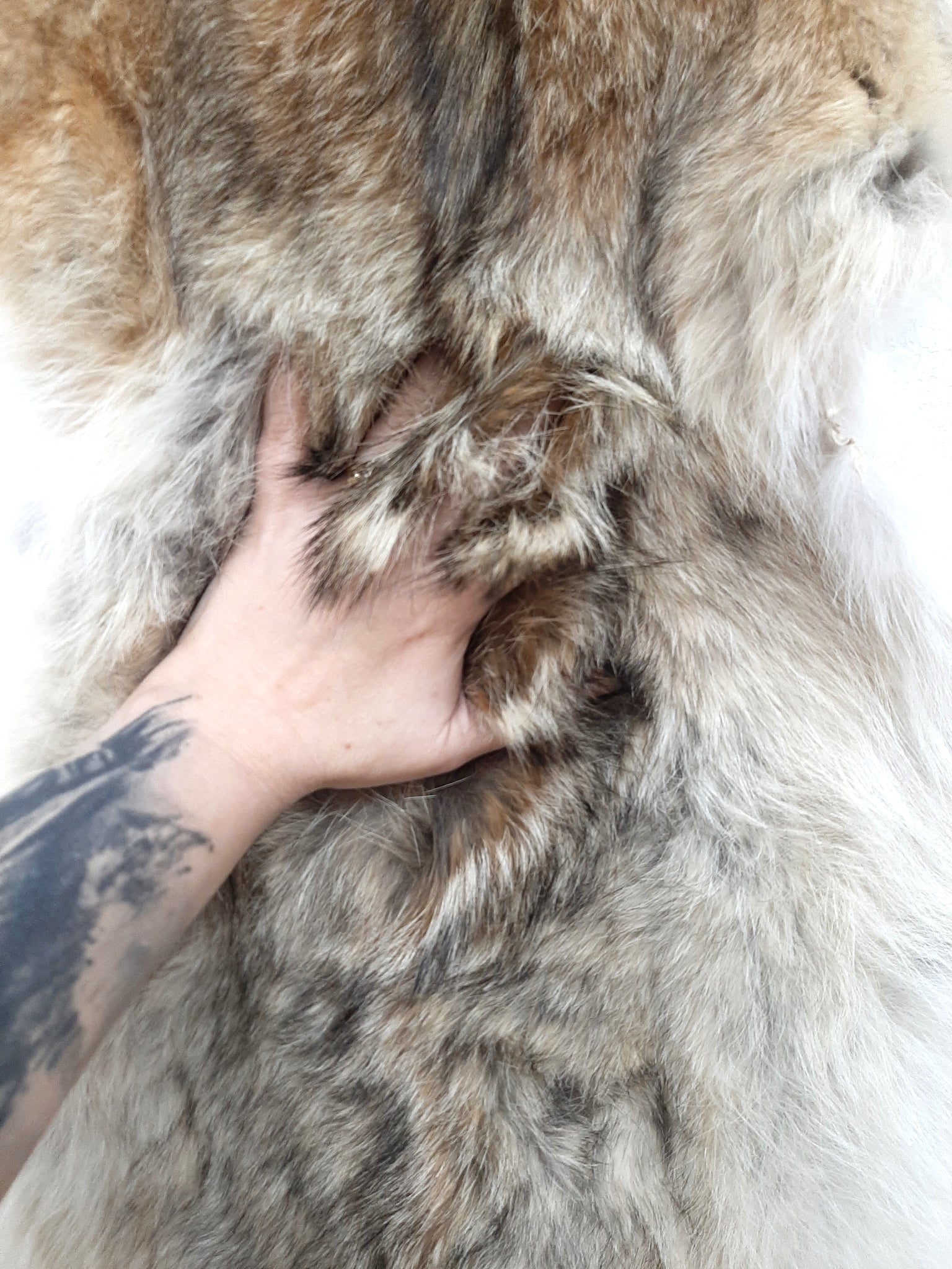 Coyote, Western – Dakotaline Furs
