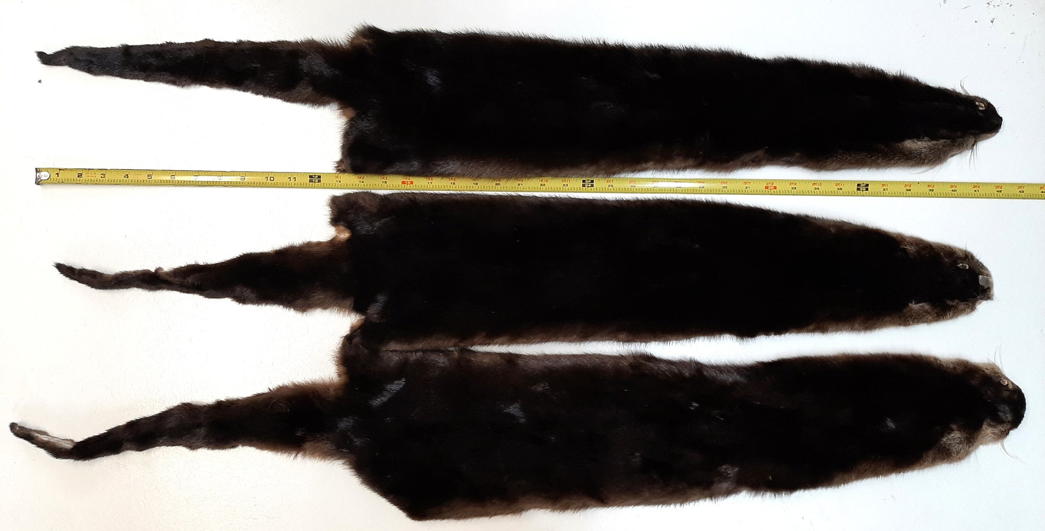 River Otter, Premium Grade – Dakotaline Furs