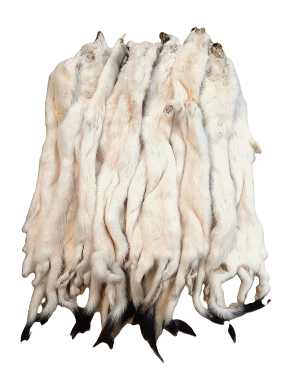 TANNED WEASEL ERMINE FUR COLLECTION Dakotaline Furs tanned-weasel-ermine-fur-collection-dakotaline-furs
