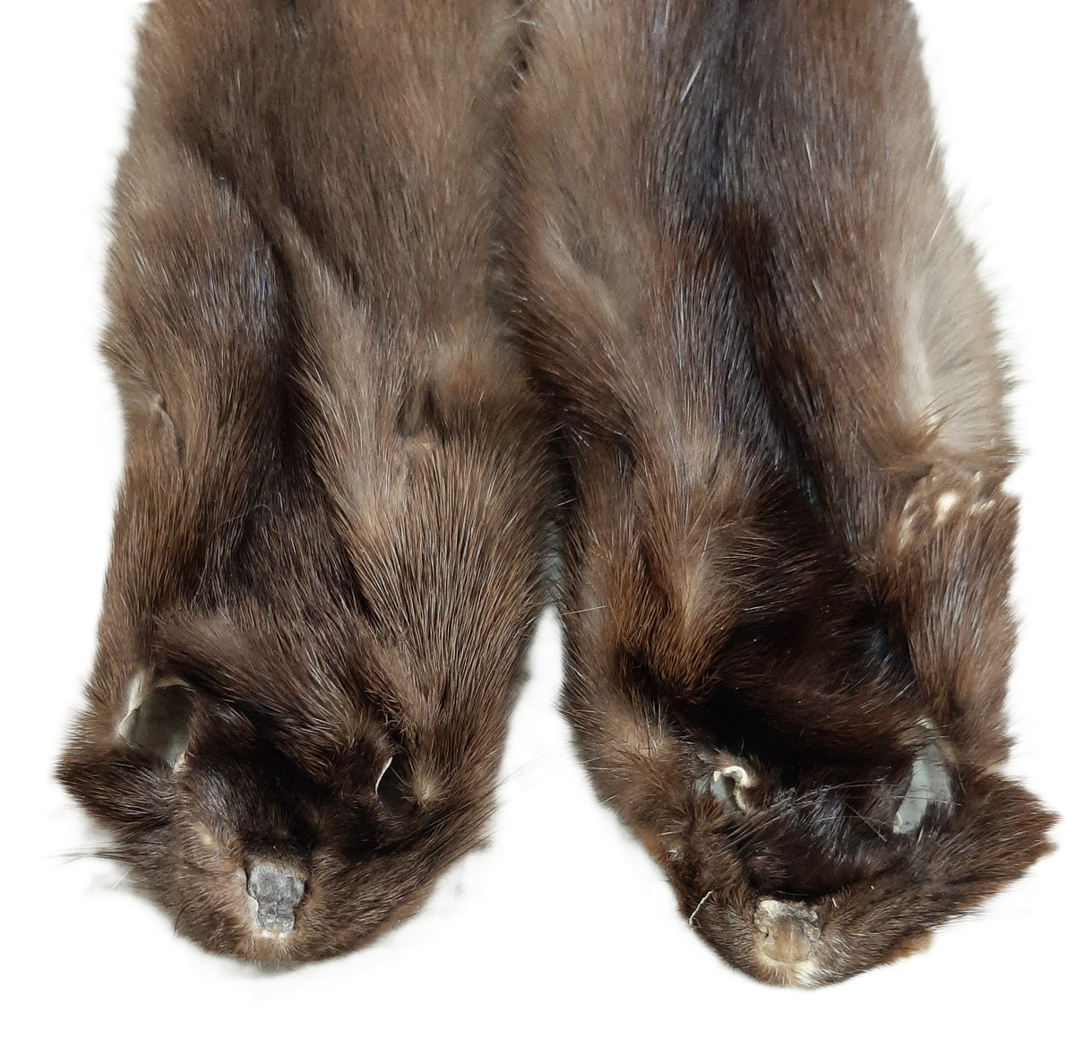 American Wild Mink, Female – Dakotaline Furs