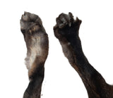 Red Fox with Feet (2)