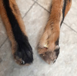 Red Fox with Feet (3)