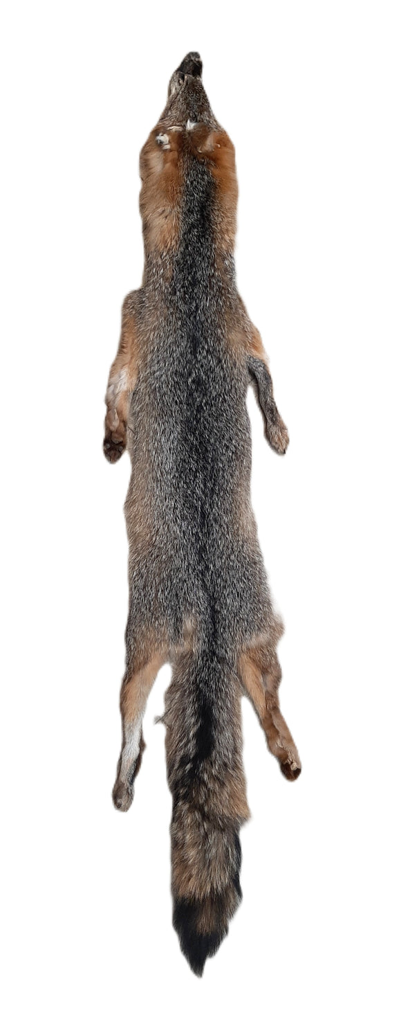 Grey Fox with Feet (1)