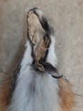 Grey Fox with Feet (1)