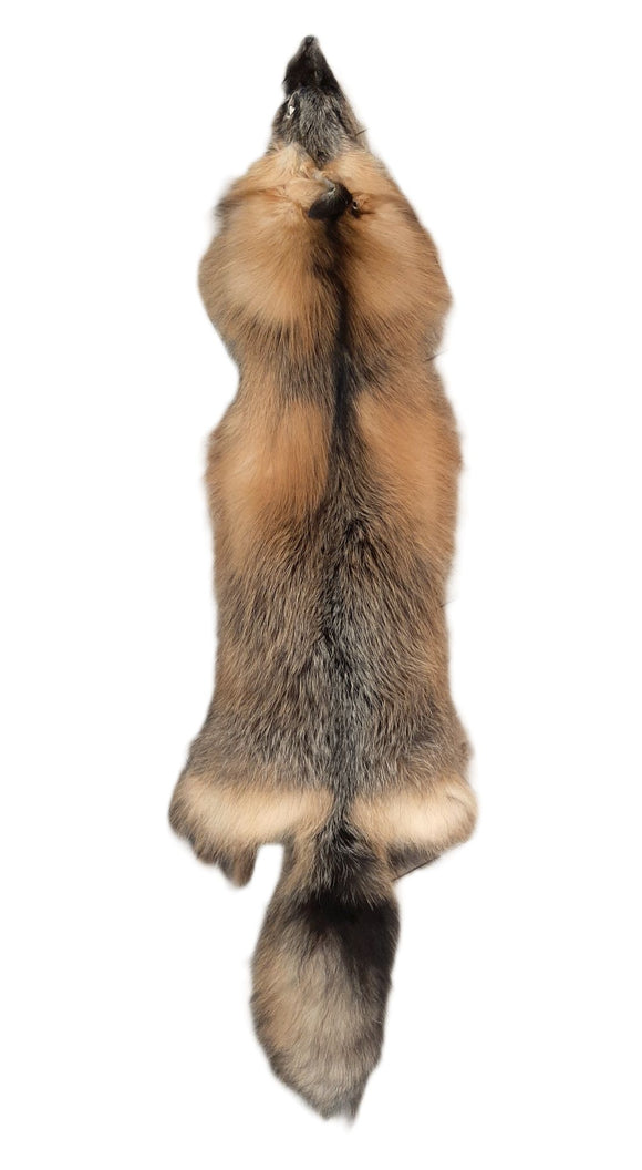 Cross Fox, Missing Ear