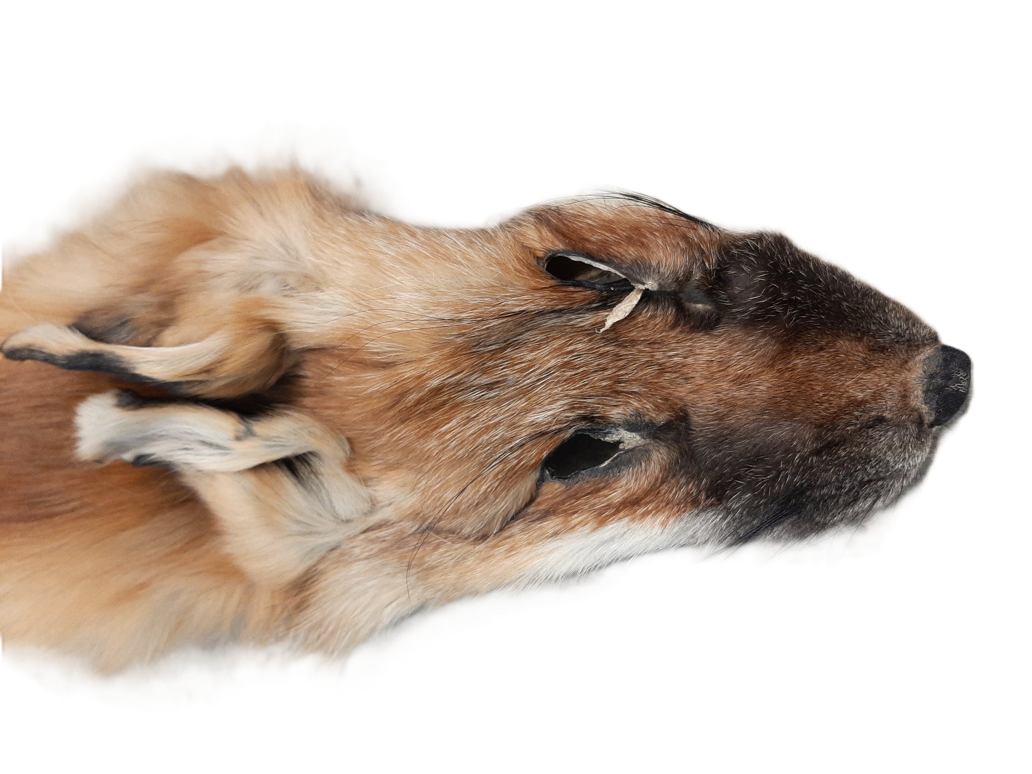 Red Fox with Feet – Dakotaline Furs