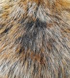 Brown Beaver