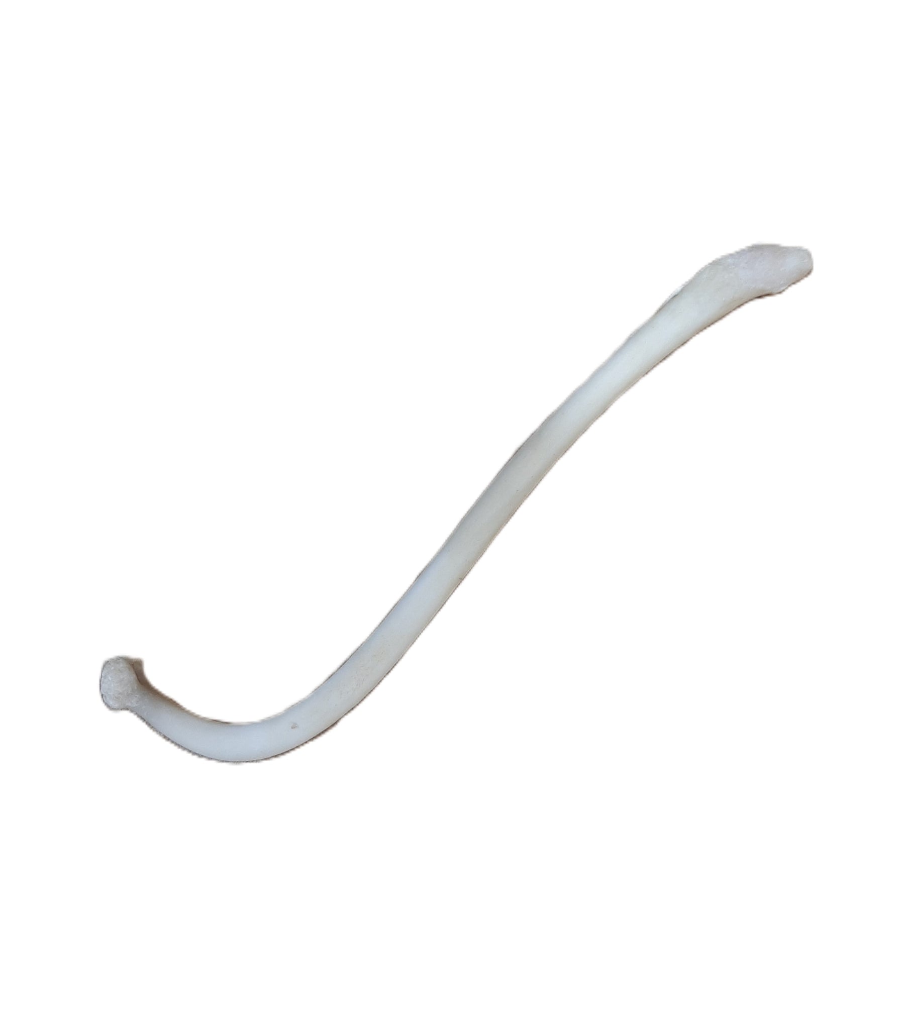 Raccoon Baculum (Coon Dick),