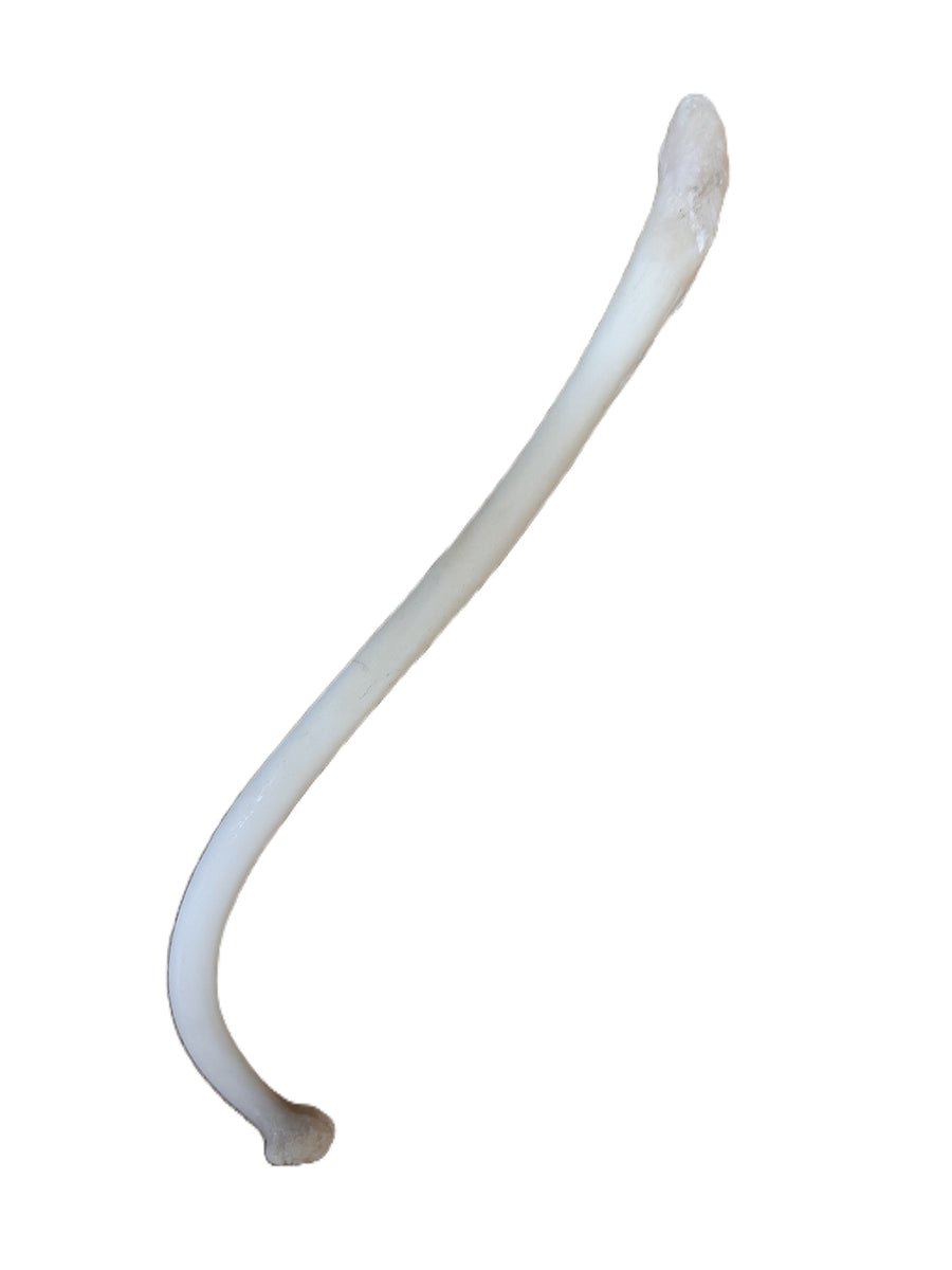 Raccoon Baculum (Coon Dick), 