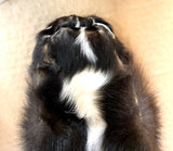 Striped Skunk Pelt