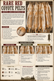 Rare Red Coyote Pelt, Tanned