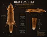 Red Fox Pelt