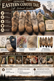 Coyote Tail, Key Chain Optional