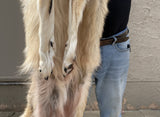 Timber Wolf, Over six Feet - TW11