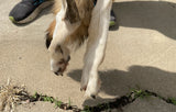 Timber Wolf, Over six Feet - TW11