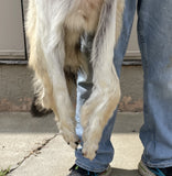LARGE Timber Wolf, Heavy Fur - TW10
