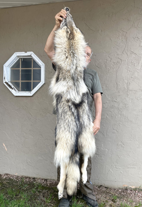 Timber Wolf, Alberta Canada, 66