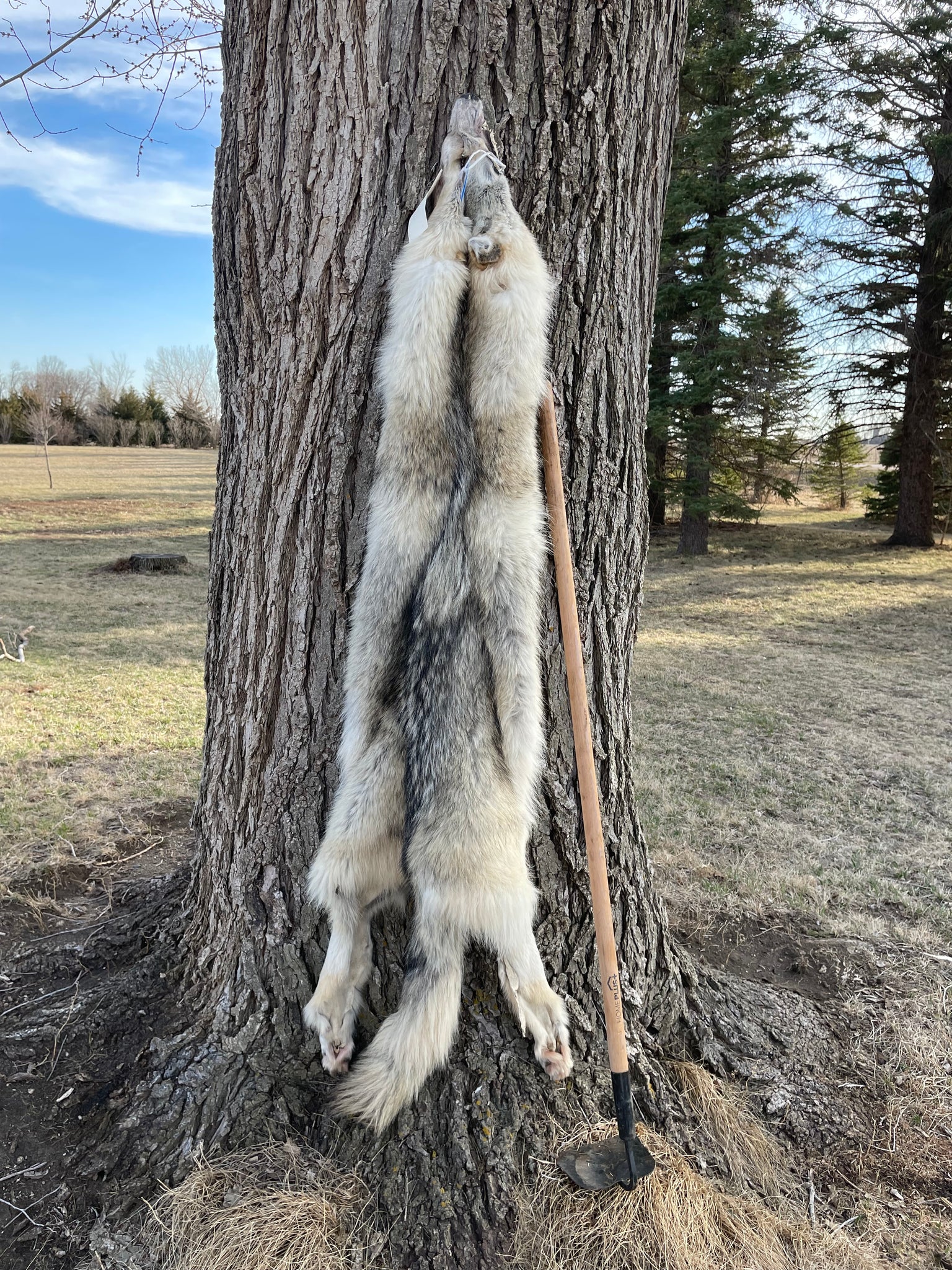 Timber Wolf, Alberta Canada, 68
