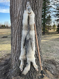 Timber Wolf, Alberta Canada, 68" pale western TW1