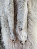 Timber Wolf, Alberta Canada, 68" pale western TW1