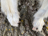 Timber Wolf, Alberta Canada, 68" pale western TW1