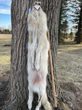 Timber Wolf, Alberta Canada, 68" pale western TW1