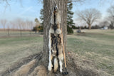 Huge Timber Wolf, 78" TW4