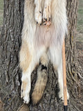 Huge Timber Wolf, 78" TW4