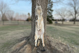 Huge Timber Wolf, 78" TW4