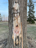Timber Wolf, 67" tip-tip TW8