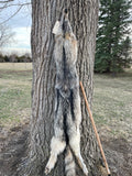 Huge Timber Wolf, 75" W28