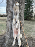 Huge Timber Wolf, 75" W28