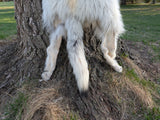 Timber Wolf,  With Legs and Feet, 72" TW14