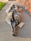 Timber Wolf,  With Legs and Feet, 74" W26