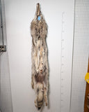 Timber Wolf,  With Legs and Feet, 74" W26