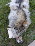 Gorgeous Timber Wolf!  With Legs and Feet, 63" W13 (Copy)