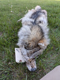 Gorgeous Timber Wolf!  With Legs and Feet, 63" W13 (Copy)