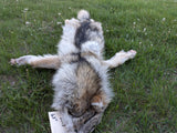 Gorgeous Timber Wolf!  With Legs and Feet, 63" W13 (Copy)